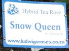 Snow Queen rose photo
