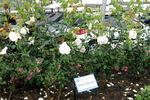Snow Queen rose photo