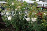 Snow Queen rose photo