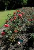Vera Johns rose photo