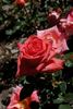 Vera Johns rose photo