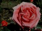 Vera Johns rose photo