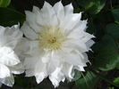 Arctic Queen clematis photo