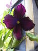 Romantika clematis photo