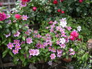 Piilu clematis photo