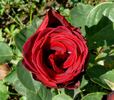 Karneol Rose rose photo
