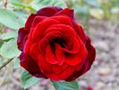 Karneol Rose rose photo