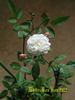 White BonBon rose photo