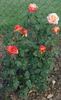 Durbanville Flame rose photo