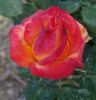 Durbanville Flame rose photo