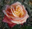 Durbanville Flame rose photo