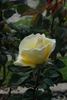 Elegant Beauty rose photo