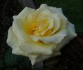 Elegant Beauty rose photo
