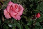 Angel Girl rose photo