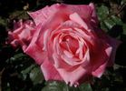 Angel Girl rose photo