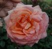 Fairest Cape ® Panarosa rose photo