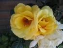Golden Glory rose photo