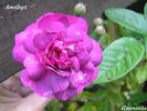 Améthyste rose photo