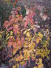 <i>Rosa acicularis</i> 'Aurora' rose photo