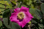 R. davidii elongata rose photo