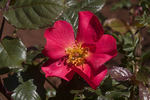 2010-OPW rose photo