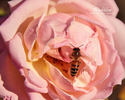 Peachblow rose photo