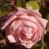 Peachblow rose photo