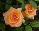 Peacekeeper rose photo