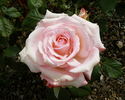April Hamer rose photo