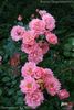 Sommerwind ® rose photo