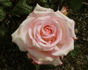 April Hamer rose photo
