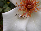 White Wings rose photo