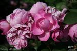 Allegro rose photo