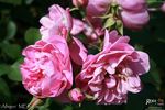 Allegro rose photo