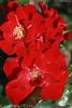 Cappa Magna ® rose photo
