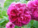 La Gloire des Jardins rose photo