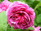 La Gloire des Jardins rose photo