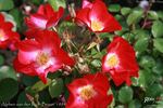 Alphen aan den Rijn rose photo