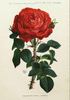 Edouard Pynaert rose photo