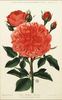 Madame Bonnin rose photo