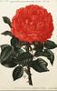 Souvenir de la Reine d'Angleterre rose photo