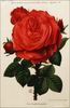 Camille Bernardin rose photo