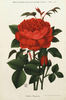 Charles Margottin rose photo