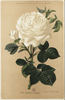 Impératrice Eugénie rose photo