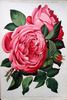 Alphonse Soupert rose photo