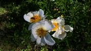 R. clinophylla rose photo