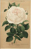Comtesse de Barbantane rose photo