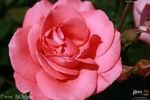 Focus rose photo
