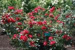 Grand-Duc Jean rose photo