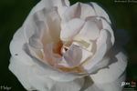 Helga rose photo